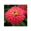Somon Renkli İri Çiçekli Zinnia Tohumu - 5 Tohum