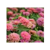Somon Renkli İri Çiçekli Zinnia Tohumu - 5 Tohum