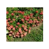 Somon Renkli İri Çiçekli Zinnia Tohumu - 5 Tohum