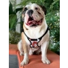 Su Geçirmez Çok Cepli Köpek Sırt Çantası - Ayarlanabilir Kayışlar