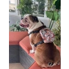 Su Geçirmez Çok Cepli Köpek Sırt Çantası - Ayarlanabilir Kayışlar