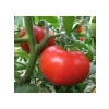 Tane Salkım Domates Tohumu - 2274-3 Gram