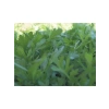 Tere Kıl Yaprak Tohumu - 10 gr
