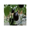 Topan Patlıcan Tohumu - 5 Gram