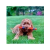 Ultra Fetch Stick Köpek Oyuncağı