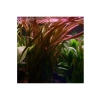 Vallisneria Spiralis Red Saksı Canlı Bitkisi - Su Altı Düzeneği için İdeal