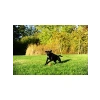XL Boy 2li Köpek Tenis Oyun Topu