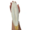 XL Kalamar Kemiği - İri Boy (15-20 cm Aralığında)