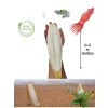 XL Kalamar Kemiği - İri Boy (15-20 cm Aralığında)