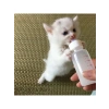 Yavru Kedi ve Köpekler İçin 50 ml İki Emzikli Biberon