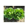 Yedikule Marul Tohumu - 10 Gram