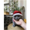 Yılbaşı Temalı Lastikli Kedi Şapkası