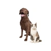 Yüksek Kapasiteli Kedi Mama Kabı - 2200ml, Gri