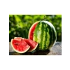 Yüksek Verimli Crimson Sweet Karpuz Tohumu