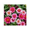 Zinnia Çiçeği Tohumu (Kirli Hanım) - 5 Tohum