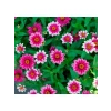 Zinnia Çiçeği Tohumu (Kirli Hanım) - 5 Tohum