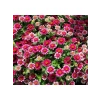 Zinnia Çiçeği Tohumu (Kirli Hanım) - 5 Tohum