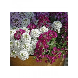 Alyssum Tohumu - Kraliyet Halısı Karışık Renkler (40 Tohum)