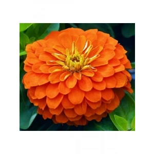 Büyük Geniş Çiçekli Turuncu Zinnia Tohum Seti (5 Adet)