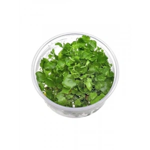 Cardamine Lyrata In Vitro Canlı Bitki