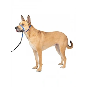 Çekmesiz Köpek Yaka - Yürüyüş Kontrolü için İdeal Çözüm