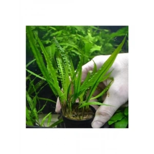 Cryptocoryne Balansae Canlı Bitki - Akvaryum İçin Uygun