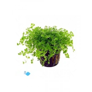 Hemianthus Callitrichoides Cuba Canlı Saksı Bitkisi