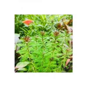 Myriophyllum Proserpinacoides Saksı Canlı Bitkisi - Akvaryum İçin Doğal Seçim