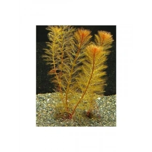 Myriophyllum Tuberculatum Saksı Canlı Bitkisi - Akvaryum İçin Üst Düzey Seçim