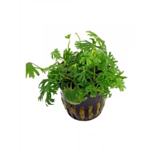 Ranunculus Inundatus Canlı Saksı Bitkisi
