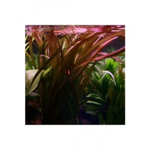 Vallisneria Spiralis Red Saksı Canlı Bitkisi - Su Altı Düzeneği için İdeal