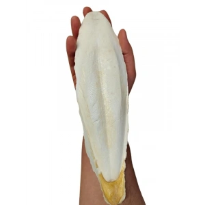 XL Kalamar Kemiği - İri Boy (15-20 cm Aralığında)