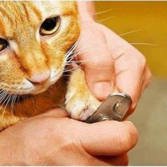 Evcil Hayvan Tırnak Makası Ve Törpü Seti Manikür Pedikür Pati Bakım Aleti Kaymaz Sap (5047)