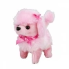 Sevimli Köpek Poodle