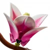 11510  Botanicals Manolya Dalları+18 yaş