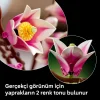 Botanicals Manolya Dalları 11510