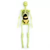 Nessiworld The Human Body İnsan Vücudu 3D Eğitim Seti 3302