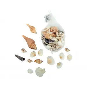 DENİZ KABUĞU FİLELİ EM-5115