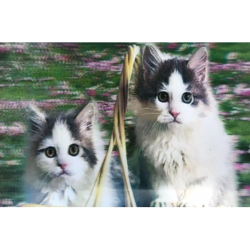 5D Elmas Boyama Sevimli Kediler İkili Kedi Resmi Tablosu 40x60 cm