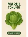 Marul Tohumu