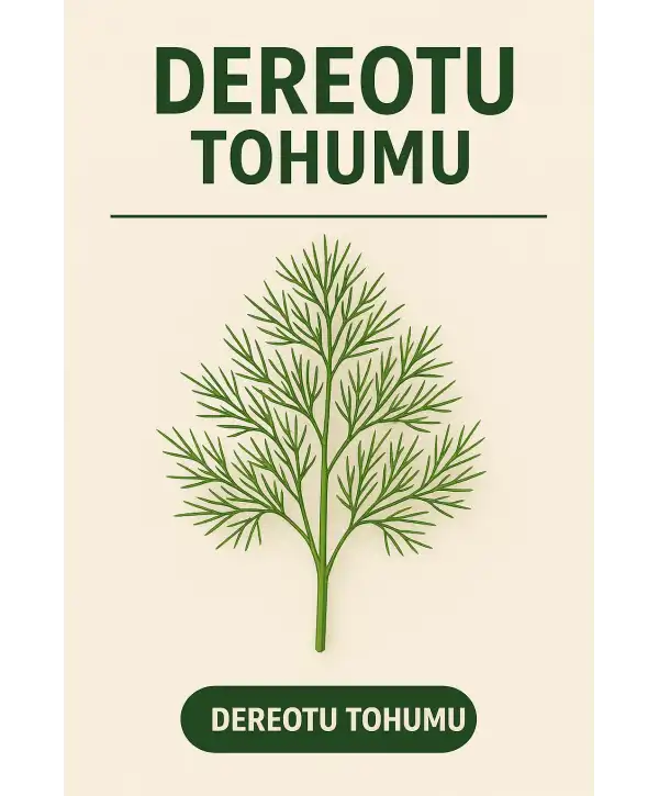 Dereotu Tohumu