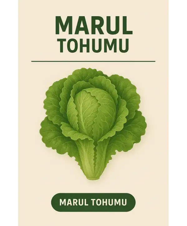 Marul Tohumu