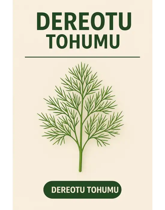 Dereotu Tohumu