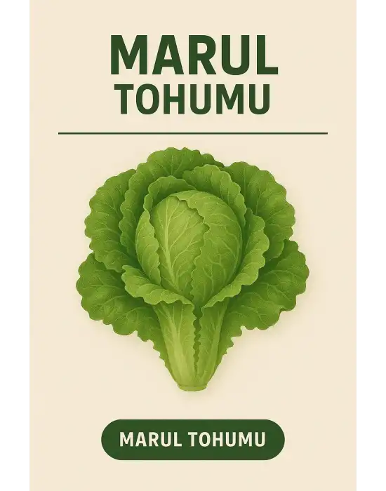 Marul Tohumu