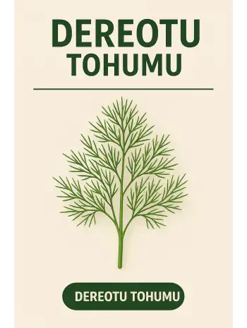 Dereotu Tohumu