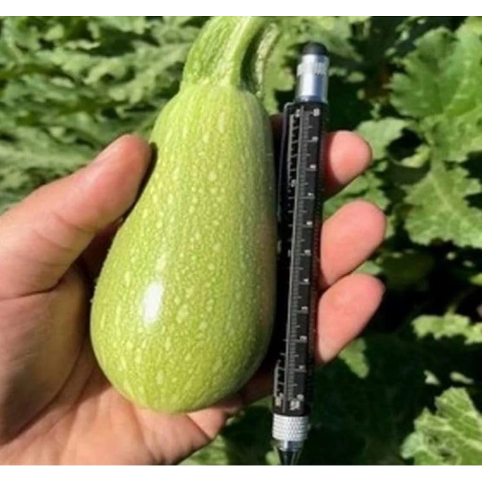 10 Gram Dolmalık Kabak Tohumu, Çoklu Paket