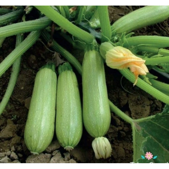 10 Gram Sakız Kabak Tohumu, Çoklu Paket