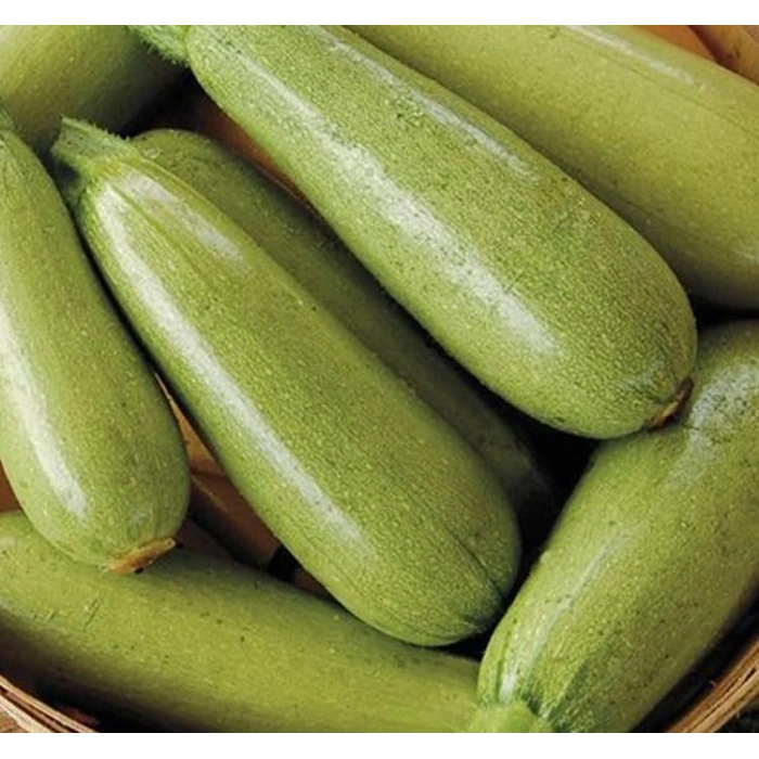 10 Gram Sakız Kabak Tohumu, Çoklu Paket