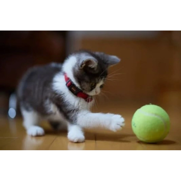 100 ml Kedi İçin Catnip Oyun Spreyi