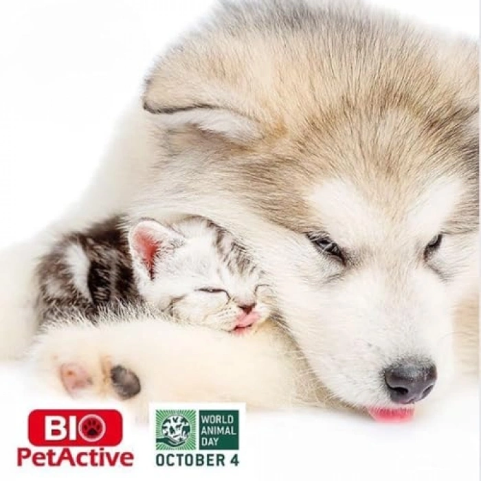 100 ml Kedi İçin Catnip Oyun Spreyi